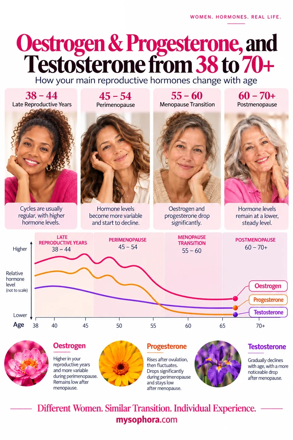 Hormones 2 Sophora infographic showing how oestrogen, progesterone and testosterone affect the body during perimenopause and menopause.