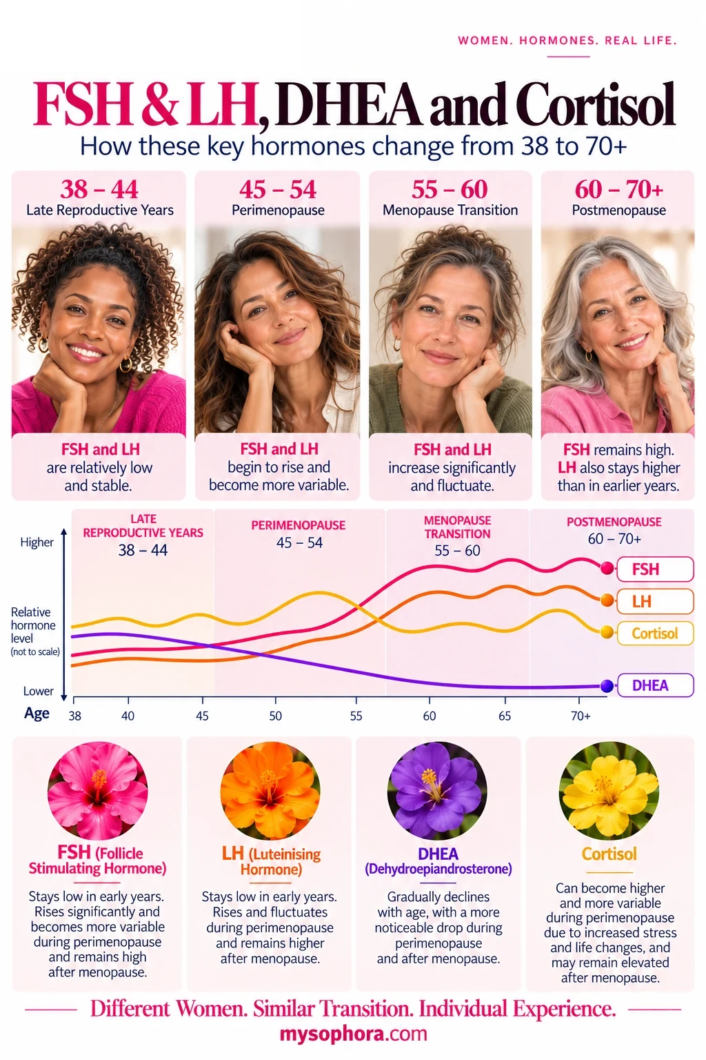 Hormones 3 Sophora infographic explaining FSH, LH, DHEA and cortisol, including their roles in ovarian signalling and the stress response.